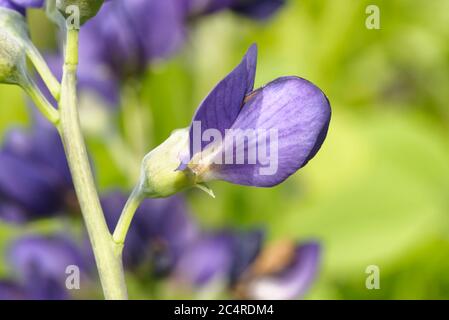 Blau False Indigo - Baptizia australis Nahaufnahme der Blume Stockfoto