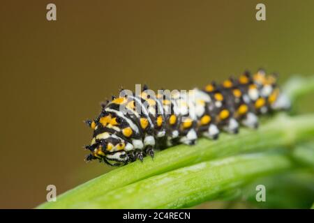 Papilio polyxenes, der (östliche) schwarze Schwalbenschwanz, amerikanische Schwalbenschwanzraupe Stockfoto