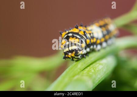 Papilio polyxenes, der (östliche) schwarze Schwalbenschwanz, amerikanische Schwalbenschwanzraupe Stockfoto