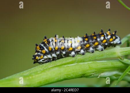 Papilio polyxenes, der (östliche) schwarze Schwalbenschwanz, amerikanische Schwalbenschwanzraupe Stockfoto