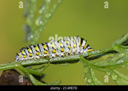 Papilio polyxenes, der (östliche) schwarze Schwalbenschwanz, amerikanische Schwalbenschwanzraupe Stockfoto