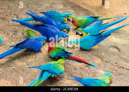 Verschiedene Arten von Aras, die vom Boden im Vogelpark fressen, beliebtes Touristenziel in der Nähe der Iguazu Wasserfälle (Foz do Iguacu, Brasilien) Stockfoto