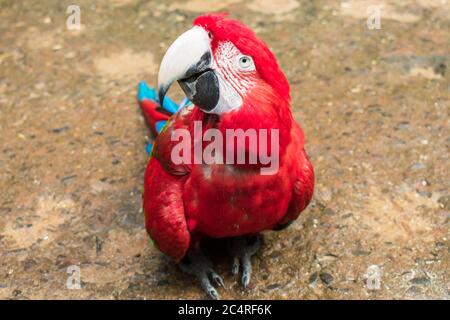 Scharlachara (Ara macao) Blick auf die Kamera im Vogelpark, beliebtes Touristenziel in der Nähe der Iguazu-Wasserfälle (Foz do Iguacu, Brasilien) Stockfoto