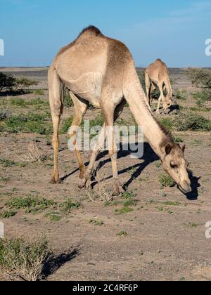 Arabische Kamele, Camelus dromedarius, Nahrungssuche im Wadi Ad Dawh, Sultanat von Oman. Stockfoto
