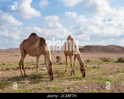 Arabische Kamele, Camelus dromedarius, Nahrungssuche in der Nähe von Al Qabil, Sultanat von Oman. Stockfoto
