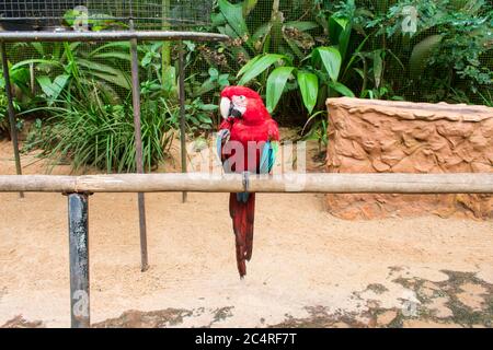 Scharlachara (Ara macao) im Vogelpark, beliebtes Touristenziel in der Nähe der Iguazu-Wasserfälle (Foz do Iguacu, Brasilien) Stockfoto
