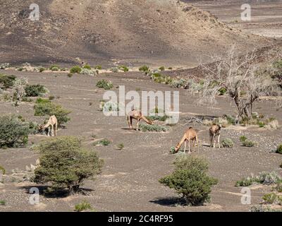 Arabische Kamele, Camelus dromedarius, Nahrungssuche in der Nähe von Al Qabil, Sultanat von Oman. Stockfoto