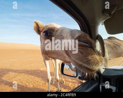 Arabisches Kamel, Camelus dromedarius, nähert sich unserem LKW im Wüstensand von Ramlat Al Wahiba, Sultanat von Oman. Stockfoto