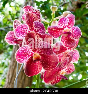 Rosa Vanda Orchidee. Nahaufnahme in Anchieta, Bundesstaat Espirito Santo, Brasilien. Stockfoto