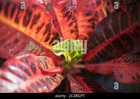 Croton Petra exotische Pflanze mit lila und grünen bunten Blättern, selektiver Fokus, Hintergrund Stockfoto