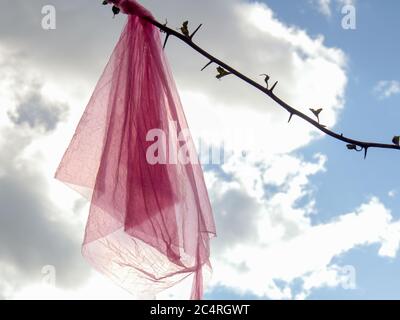 Nahaufnahme eines rosa Schals, der in einem Bougainvillea-Zweig gegen den Himmel verwickelt ist, aufgenommen in einer Straße der Kolonialstadt Villa de Leyva Stockfoto