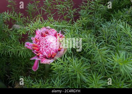 Eine zauberhafte Blume mit schönen Details Stockfoto