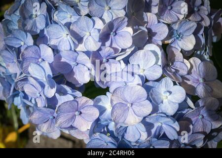 Eine zauberhafte Blume mit schönen Details Stockfoto