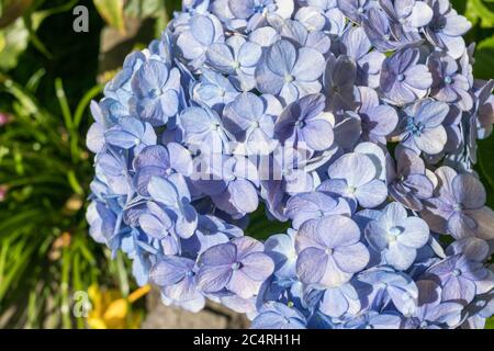 Eine zauberhafte Blume mit schönen Details Stockfoto