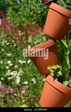 Mehrere rote Tontöpfe werden aufeinander gestapelt und in einem Garten mit Blumen bepflanzt Stockfoto