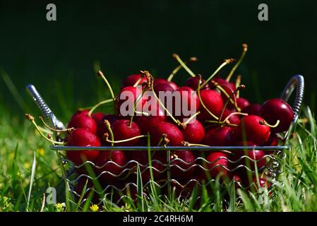 Reife frische rote Kirschen stehen in einem kleinen Metallkorb auf der Wiese. Stockfoto