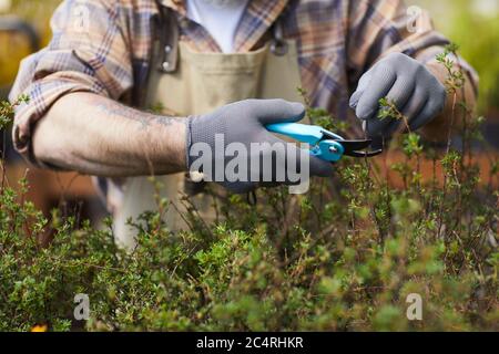 Nahaufnahme eines nicht erkennbaren Mannes, der das Clipper-Werkzeug hält, während er Buschzweige im Garten schneidet, Platz kopieren Stockfoto