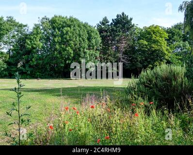 College Green in Bromley (London), Kent. Dieser offene Raum in der Nähe des Zentrums von Bromley hat Bäume, Gras, Blumen mit Mohnblumen und andere Wildblumen. Stockfoto