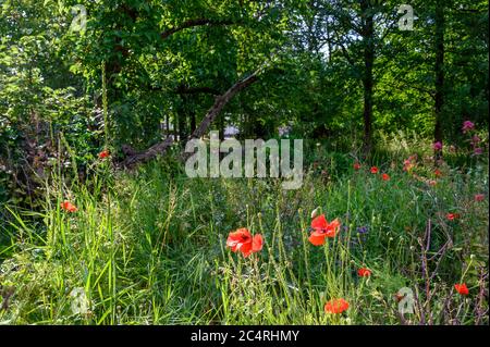 College Green in Bromley (London), Kent. Dieser offene Raum in der Nähe des Zentrums von Bromley hat Bäume, Gras, Blumen mit Mohnblumen und andere Wildblumen. Stockfoto