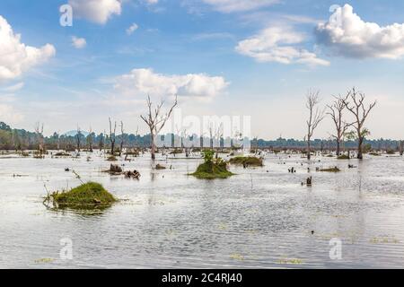 Sumpf im Komplex Angkor Wat in Siem Reap, Kambodscha an einem Sommertag Stockfoto