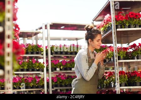 Seitenansicht Porträt einer lächelnden jungen Frau riecht Topfblumen auf Regalen, während Sie die Arbeit in Plantage im Freien genießen, kopieren Raum Stockfoto