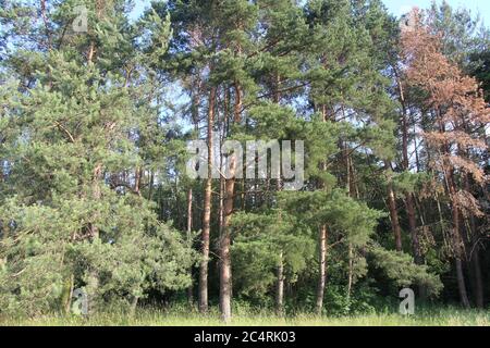 Pinus resinosa - Rotkiefer in Prag, Tschechische Republik Stockfoto