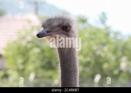 Straußenvogel vorne Porträt auf dem Bauernhof grünen Hintergrund. Straußenkopf und Hals. Stockfoto