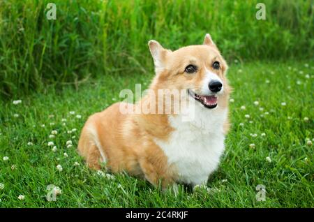 Corgi in einer Prärie sitzend Stockfoto