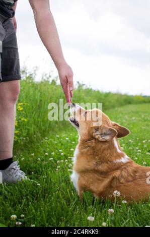 Ein Corgi und ihre Besitzerin, die sich verklebten Stockfoto