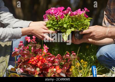 Nahaufnahme von zwei unkenntlich Menschen halten Topfblumen während Gartenarbeit im Freien in Sonnenlicht, kopieren Raum Stockfoto