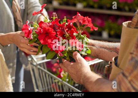 Nahaufnahme von nicht erkennbaren Senior Farmer, der Topfpflanzen an weibliche Kunden aushändigt, während Blumen auf Plantage im Freien verkauft werden, Platz kopieren Stockfoto