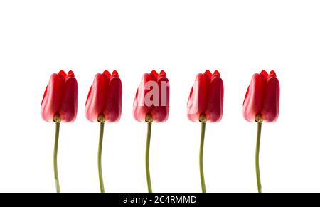 Rote Tulpen isoliert auf weißem Hintergrund. Eine Reihe von idealen Tulpen. Stockfoto