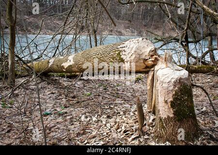 Von Bibern zerbissenes und nagtes Holz im polnischen Wald bei Legionowo nördlich von Warschau Stockfoto