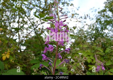 Rosebay Weidenkraut in Blüte, Kent, England. Stockfoto