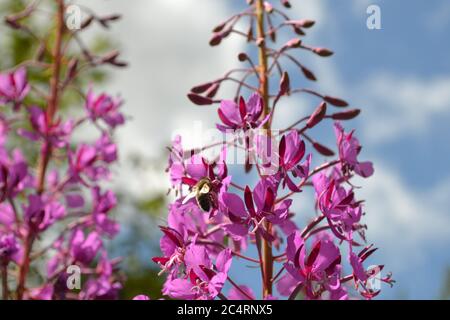 Rosebay Weidenkraut in Blüte, Kent, England. Stockfoto