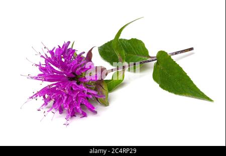 Eine schöne rot-violette Bergamotte Blume isoliert auf weißem Hintergrund Stockfoto