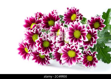 Schöne frische rosa Chrysantheme, Nahaufnahme, rosa Gänseblümchen Blumen. Stockfoto