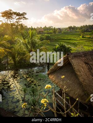 Typische Landschaft in Ubud, Bali Insel, Indonesien, mit Seerosen Teich, Frangipani Baumblumen, terrassenförmig angelegten Reisfeldern und Palmen ar Stockfoto