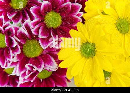 Schöne frische rosa und gelbe Chrysantheme, Nahaufnahme, rosa und gelbe Gänseblümchen Blumen. Nahaufnahme. Stockfoto
