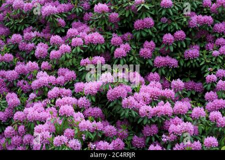 Rhododendron im Volunteer Park, Seattle, Washington State, USA Stockfoto