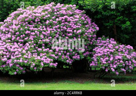 Rhododendron im Volunteer Park, Seattle, Washington State, USA Stockfoto