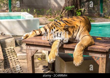 Großer Tiger im Zoo in Chiang Mai, Thailand an einem Sommertag Stockfoto