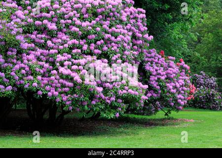 Rhododendron im Volunteer Park, Seattle, Washington State, USA Stockfoto