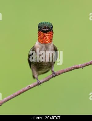 Ein männlicher Rubinkehliger Kolibri, der auf einem Zweig thront Stockfoto