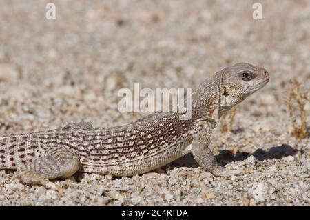 Ein erwachsener Leguan aus der nördlichen Wüste (Dipsosaurus dorsalis dorsalis) In der Mojave Wüste in Kalifornien Stockfoto