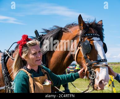 Frau in 1940er Jahren Kostüm mit Clydesdale Pferd, Kriegszeit Ereignis, East Fortune, East Lothian, Schottland, Großbritannien Stockfoto