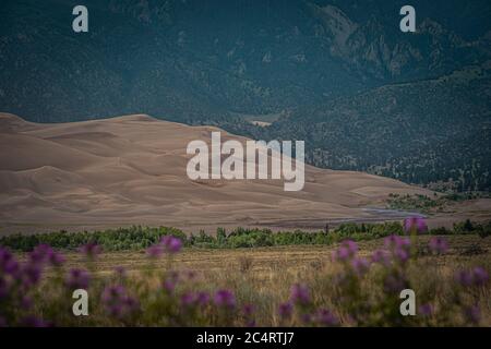 Sand Dunes National Park im Frühling Stockfoto