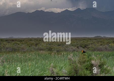 Gelbkopf-Amsel, die auf einer Zweigstelle im Alamosa Wildlife Refuge ruht Stockfoto