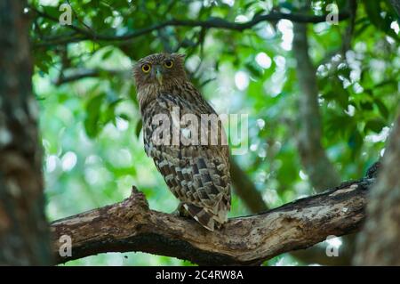Eine Sri Lanka Brown Fish Owl (Ketupa zeylonensis zeylonensis) auf einem Baum Zweig im Yala National Park, Sri Lanka thront Stockfoto