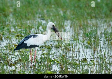 Ein asiatischer Openbill (Anastomus oscitans) in seichtem Wasser bei Lunugamvehera, in der Nähe des Yala National Park, Sri Lanka Stockfoto